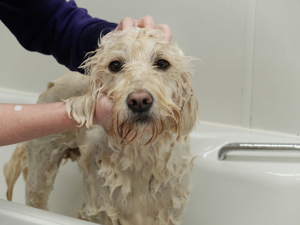 Dog Grooming, Labradoodle
