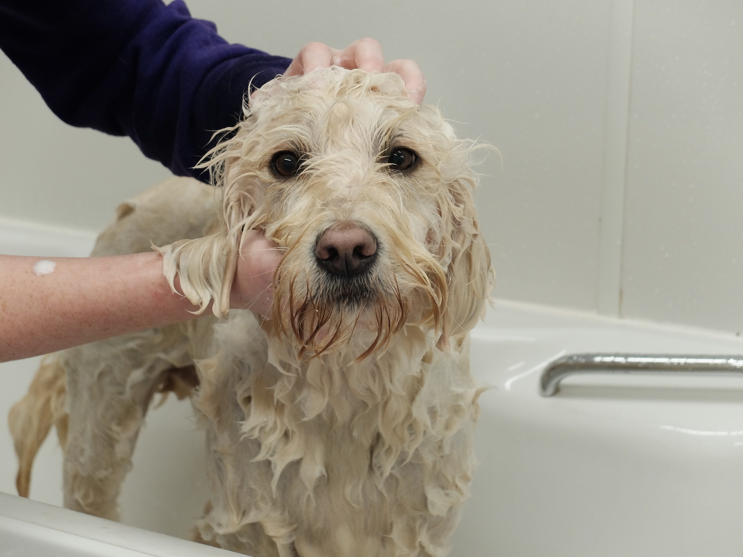 Dog Grooming, Labradoodle