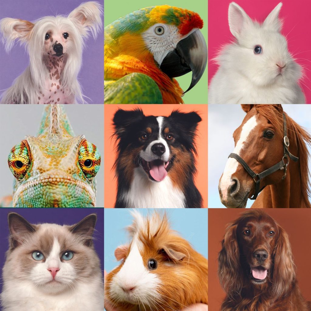 Animal Grid, iPET Network