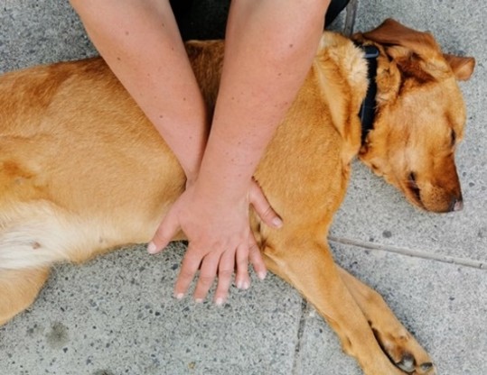 Canine CPR