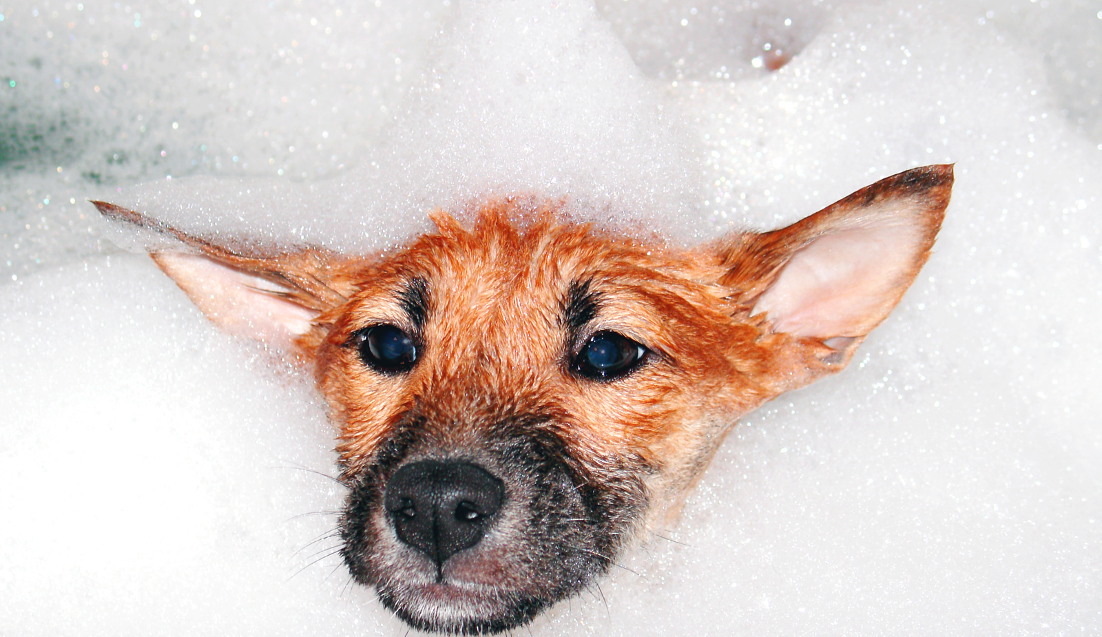 Dog in Bath, iPET Network Dog Grooming Qualifications