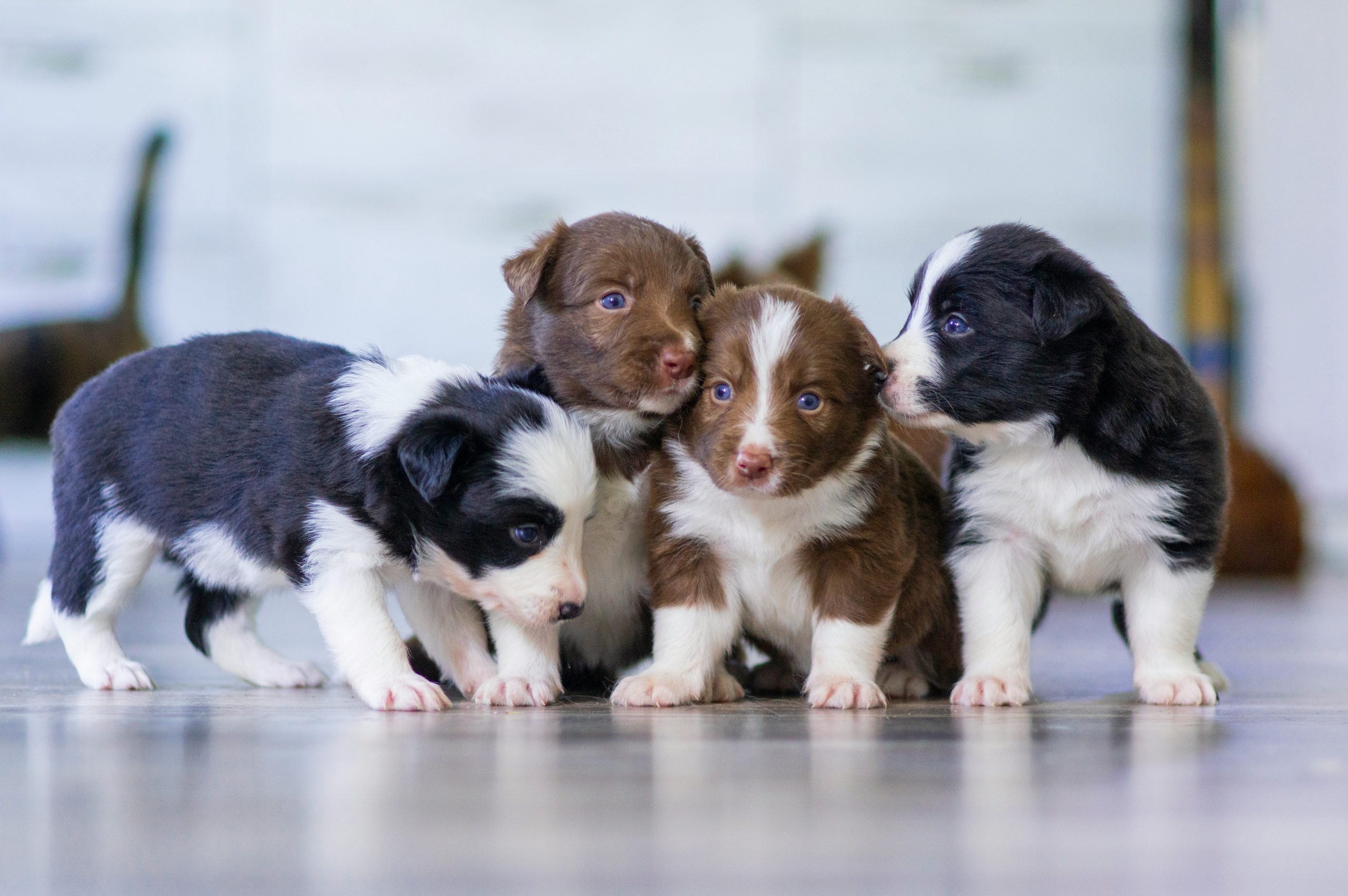 Puppies, Canine Behaviour, IPET Network