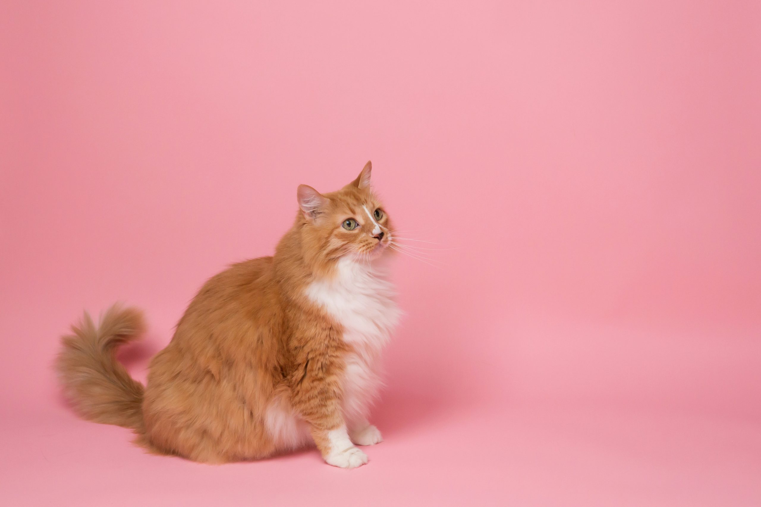 Cat Grooming, iPET Network