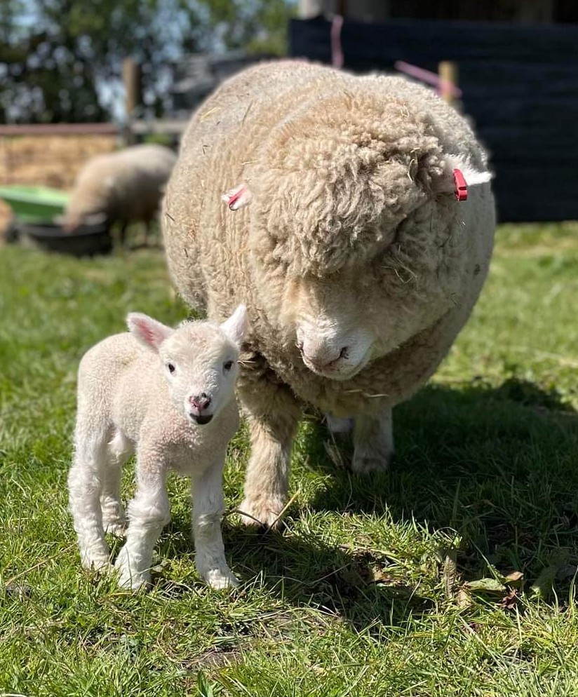 General Farm Worker Apprenticeship, iPET Network